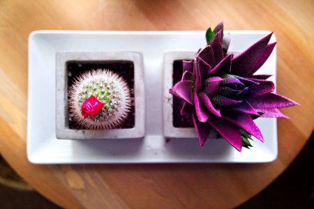 flatlay photograph of pink and purple succulent and cactus plant photo