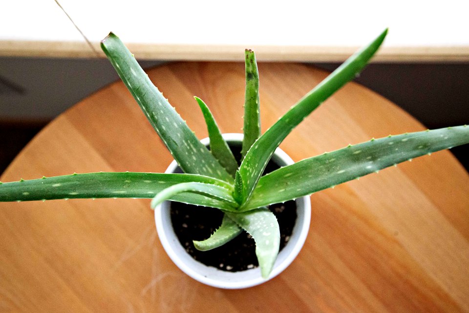 Succulent, Medicine, Herb