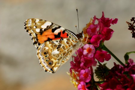 brown and orange butterfly photo