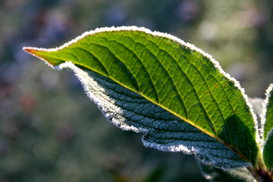France, Thonon les bains, Frost