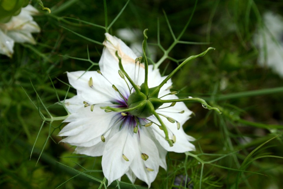 France, White, Green