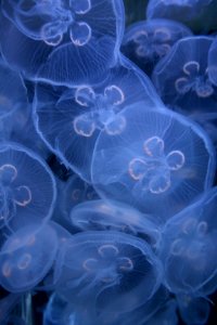white jellyfish lot photo