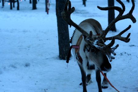 Snow, Ice, Reindeer