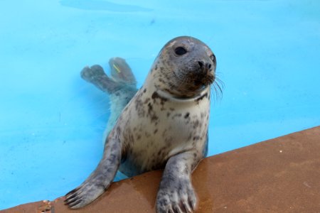 Seal