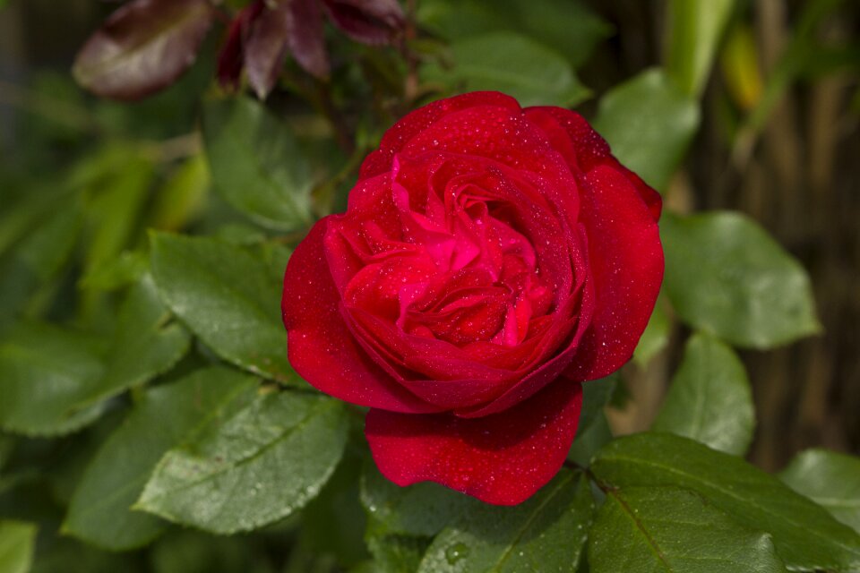 Bloom nature rose blooms