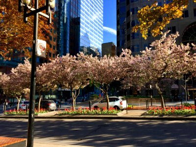 Montreal, Quebec, Renters pages