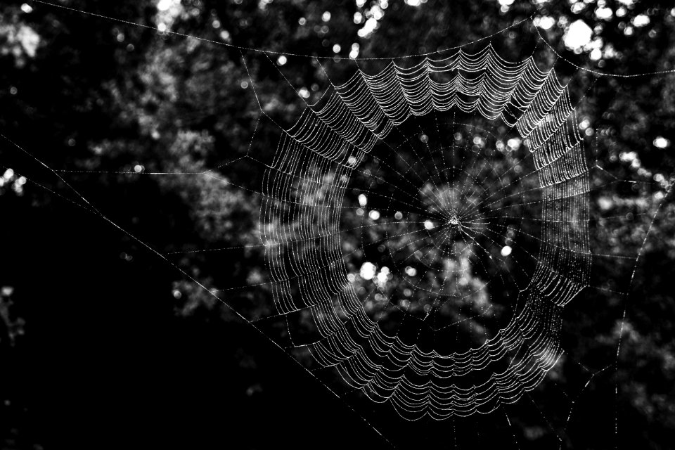 Hattiesburg, United states, Spider