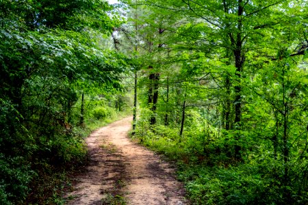 Petal, United states, Forest
