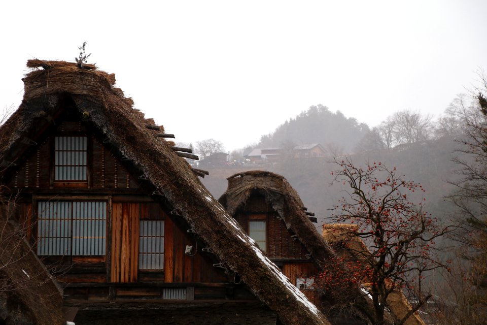 Shirakawa, Japan, Moss