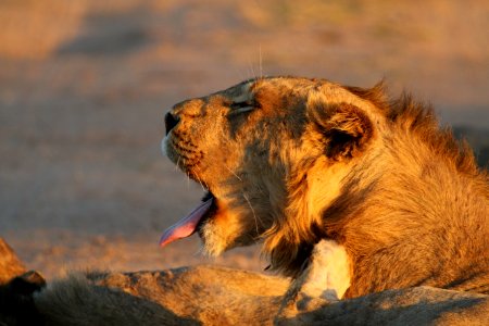 selective focus photography of brown lion photo