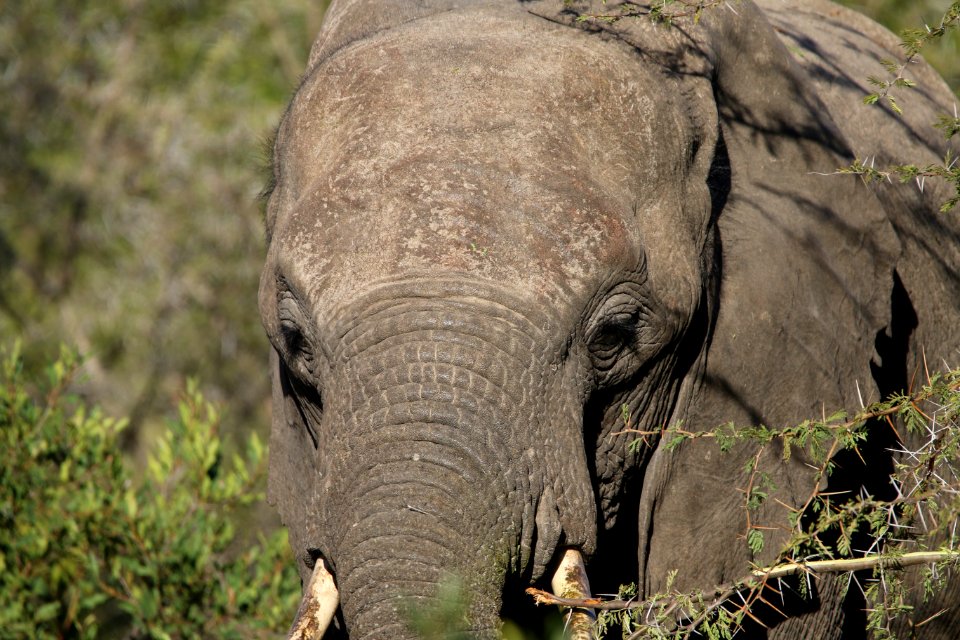 Kruger park, South africa