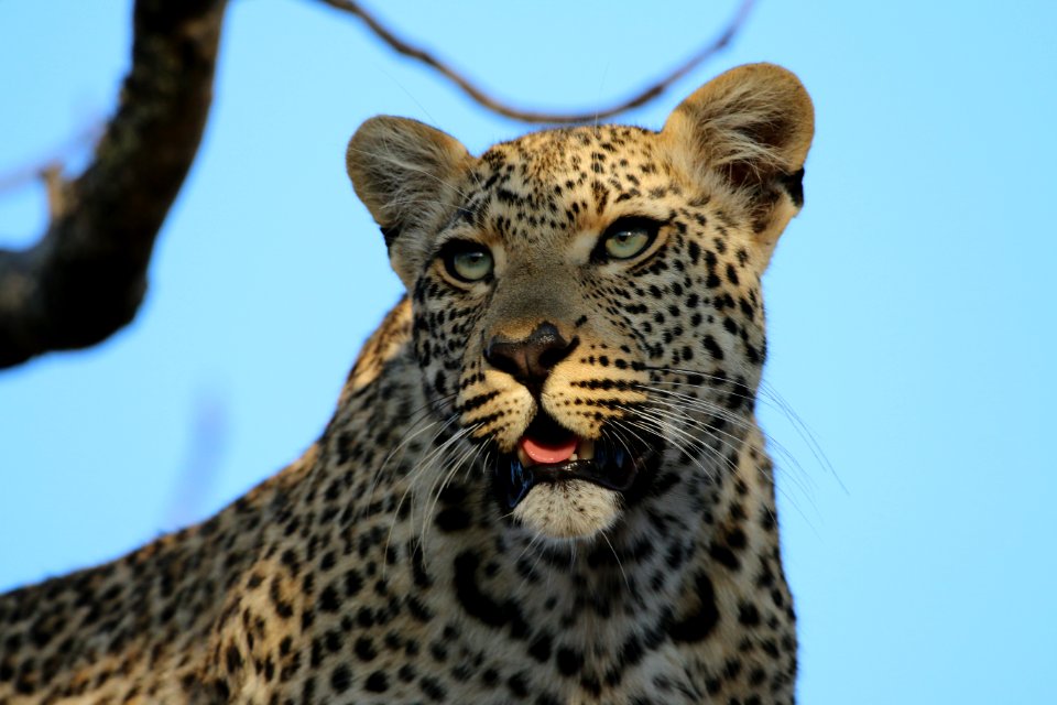 Kruger park, South africa