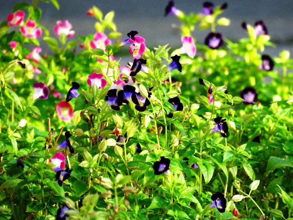 Pink flowers blue flowers colorful flowers