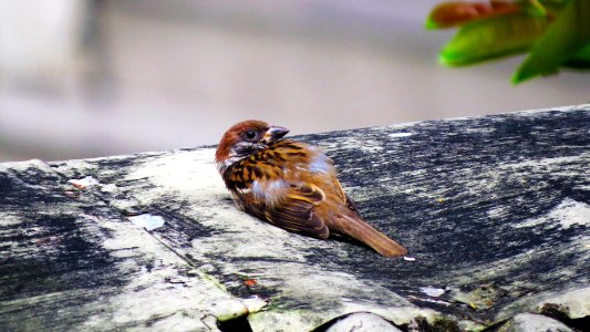brown sparrow bird on gray and black tree photo