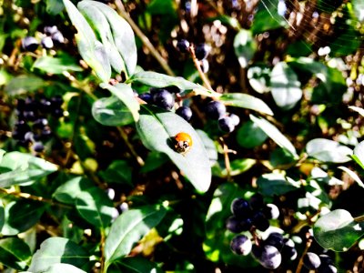 Duisburg, Germany, Leafs