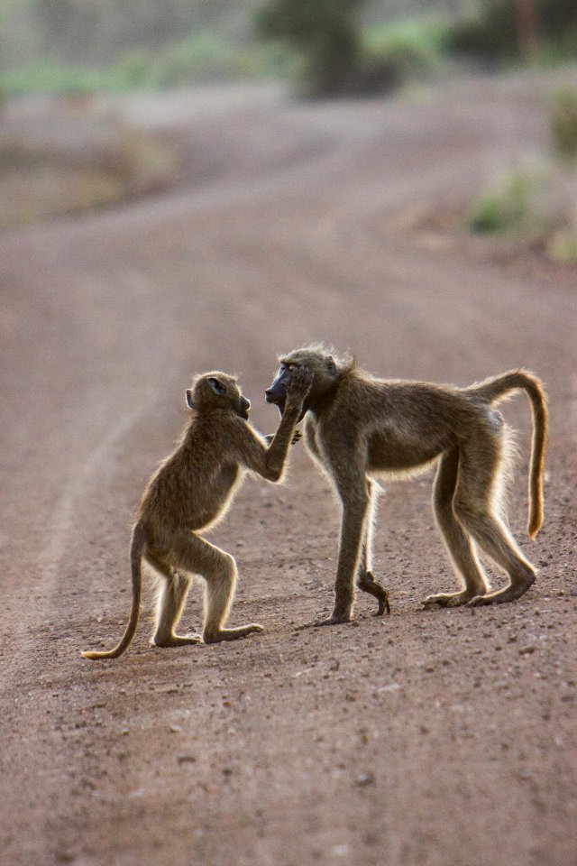 Kruger national park, South africa, Nature