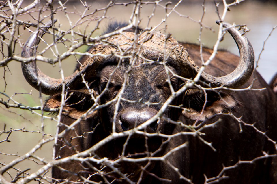 Kruger national park, South africa, Big 5