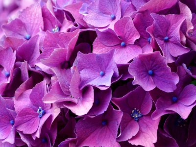 Christchurch, New zeal, Pink