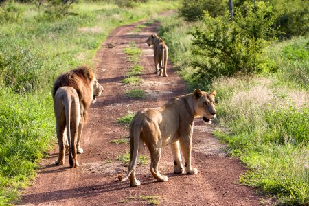 Swazil, Hlane royal national park, Africa photo