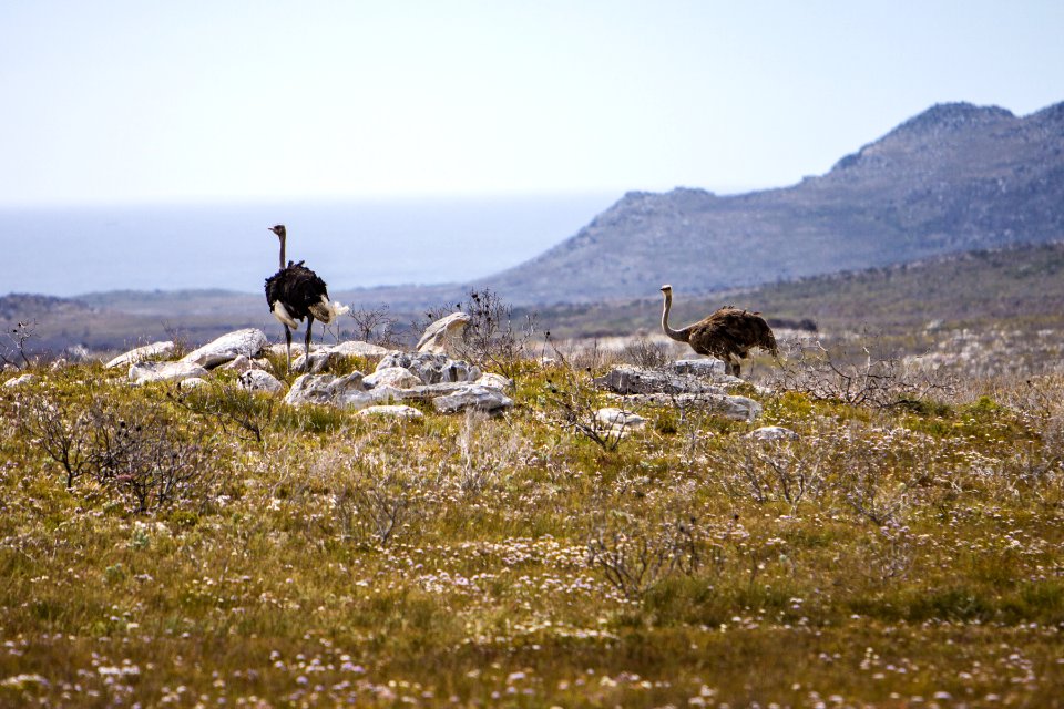 Cape peninsula, South africa, Africa