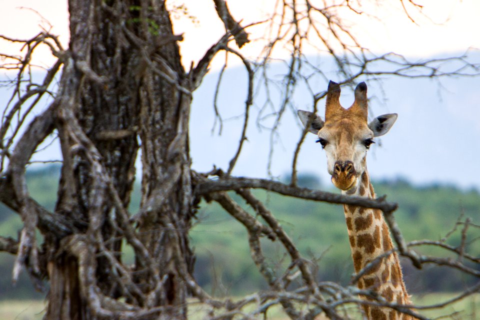 Mkhaya game reserve, Swazil, Africa