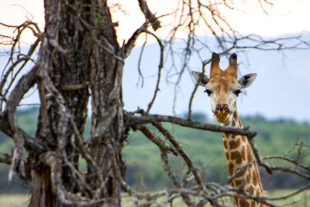 Mkhaya game reserve, Swazil, Africa
