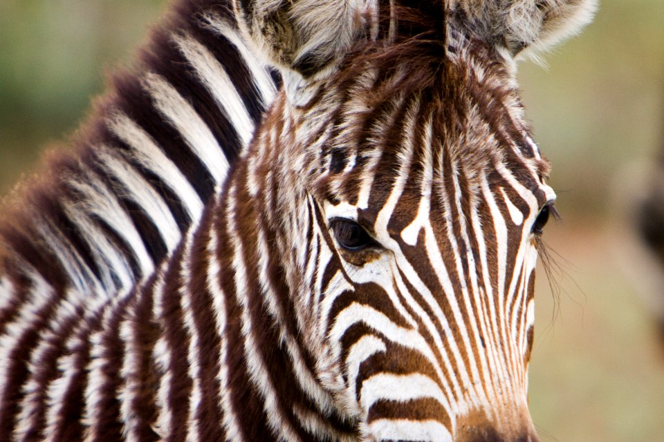 Kruger national park, South africa, Africa