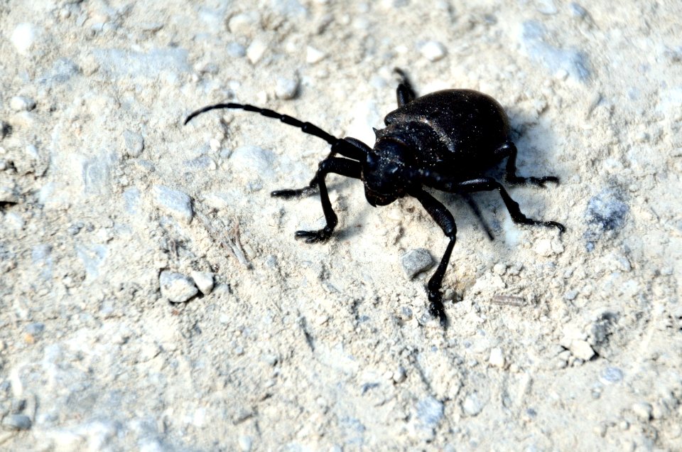 Valask  dubov , Slovakia, Beetle