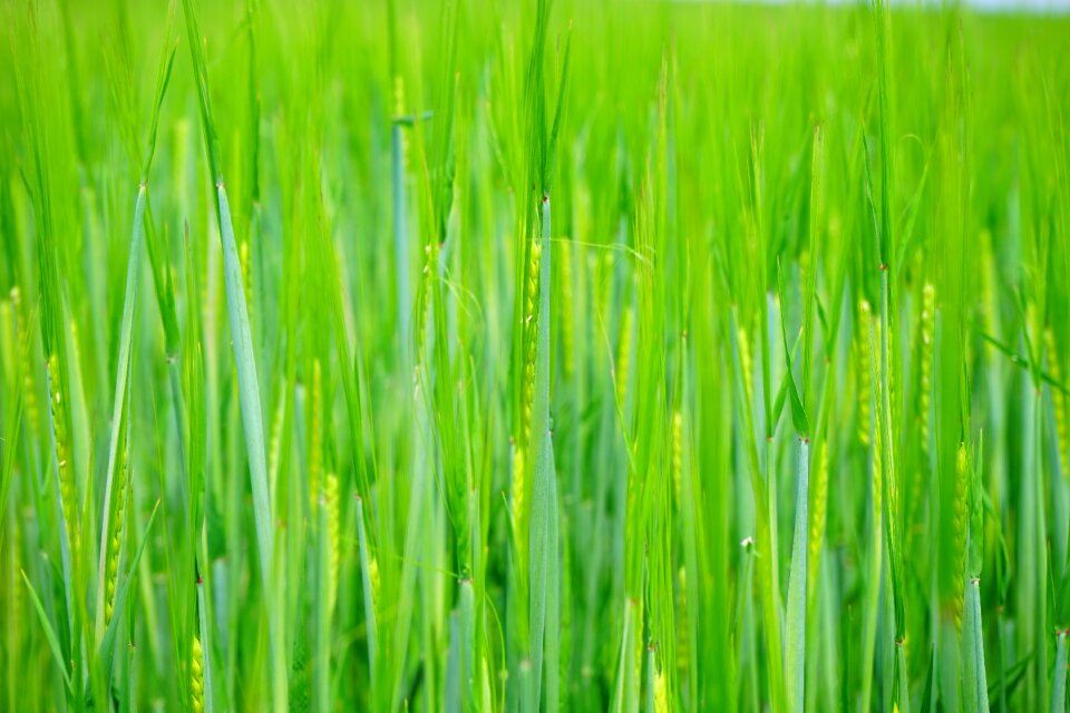 Sowing shoots young