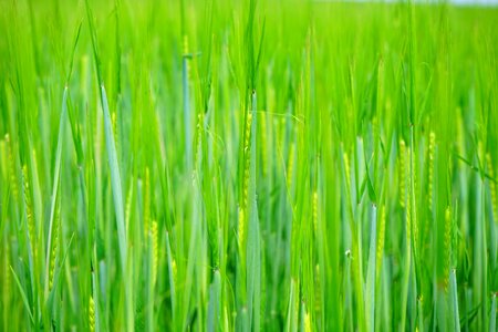 Sowing shoots young