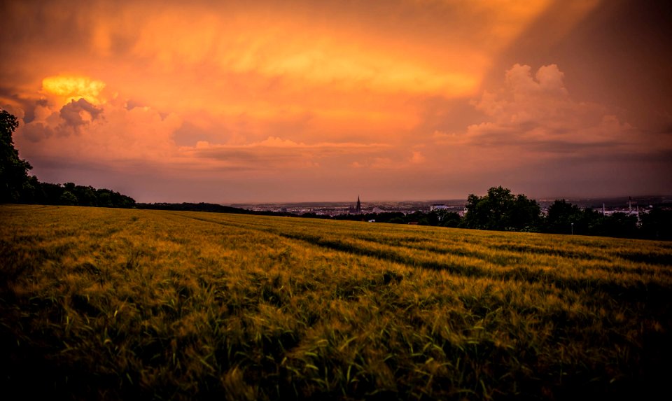 green grass field during sunset photo