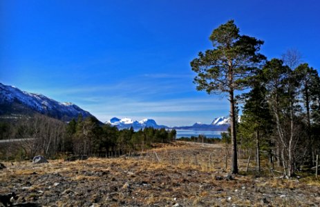 Bog y, Nordl, Norway