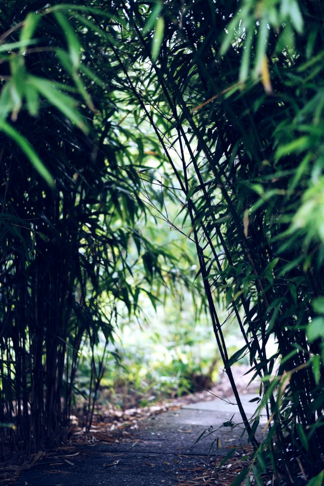 Peace, Quiet, Nature