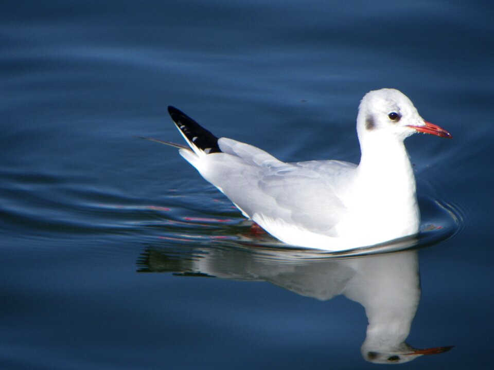 Animal nature seabird