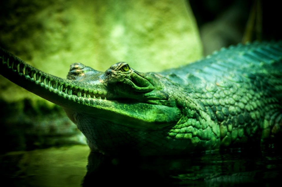 closeup photo of green and gray alligator in body of water