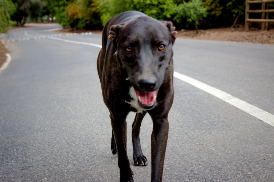 Animals, Friend, Dog