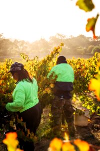 Barossa valley, Australia, Wine