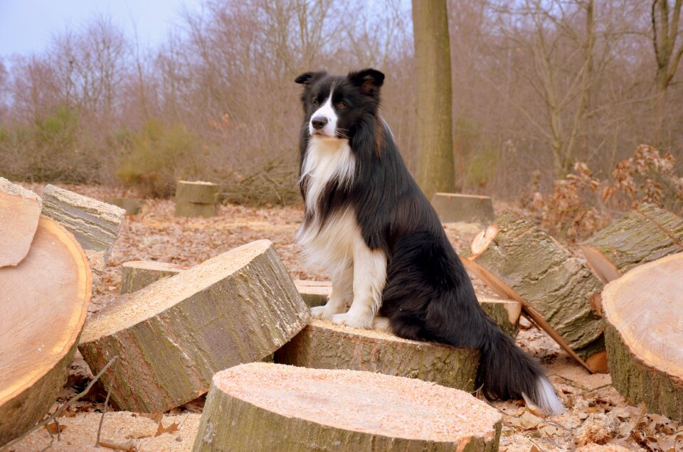 Border collie british sheepdog herding dog