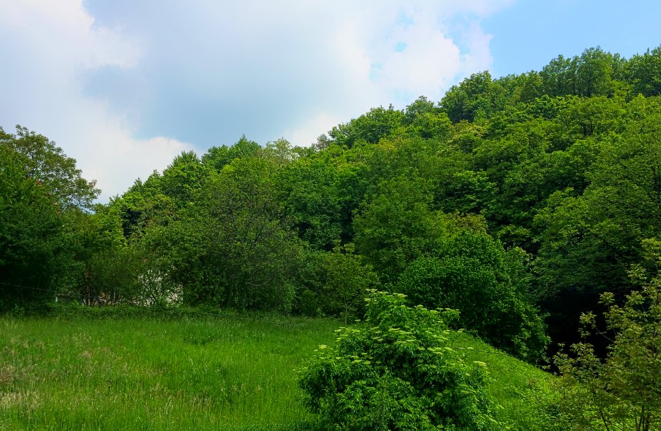 Nature, Sky, Tree