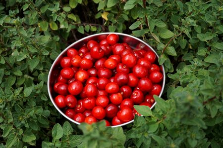Fruit plum herbs