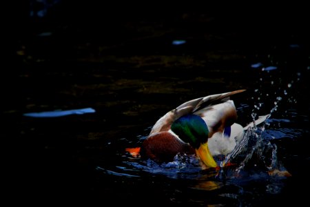 male mallard duck on water photo