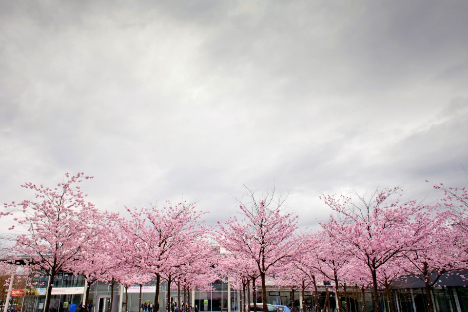 Summer, Chineese, China