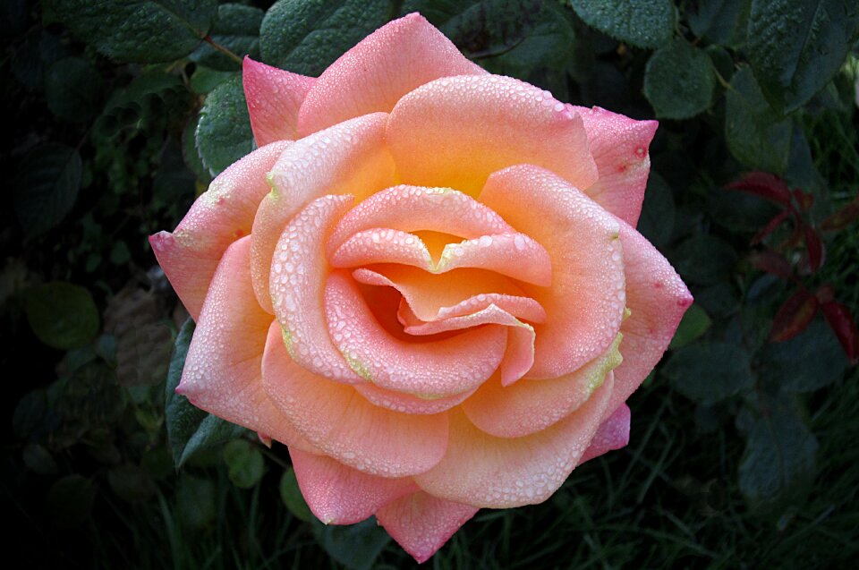Rose flower rose bloom