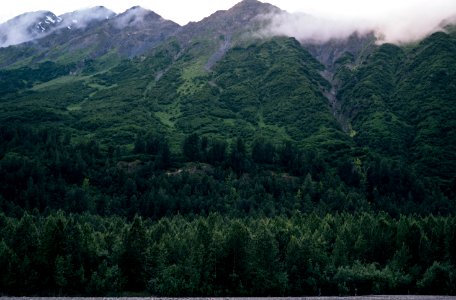 Exit glacier nature center, Scape, Trees