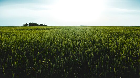 Green nature plants photo