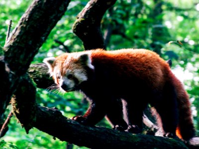 Nordens ark, Animal, Sweden