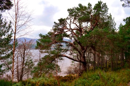 Loch morlich, Aviemore, United kingdom photo