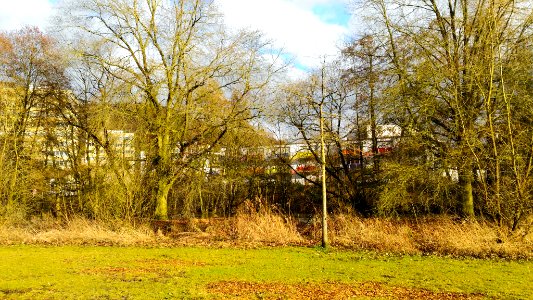 Marburg, Germany, Trees