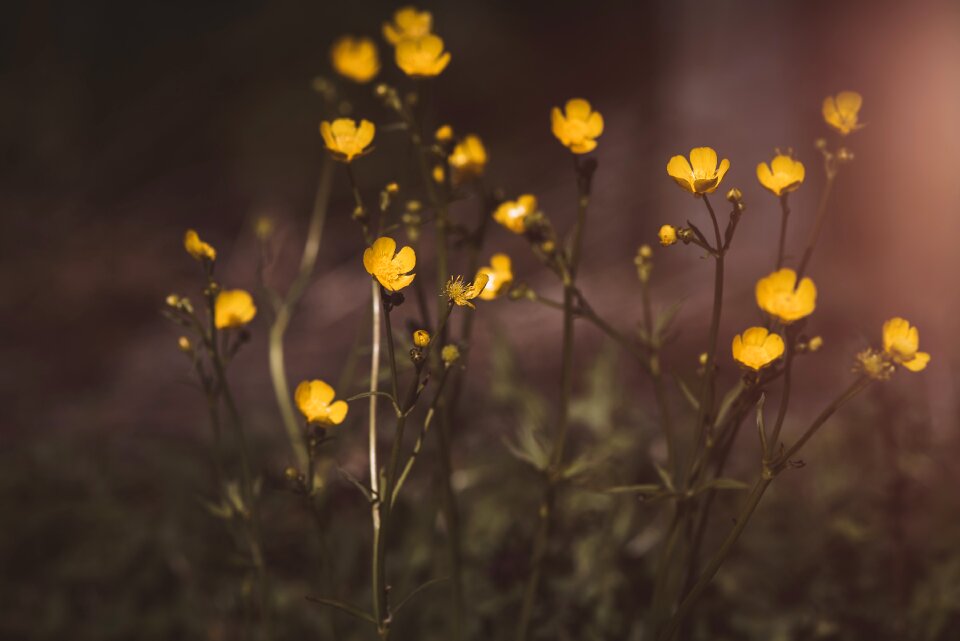 Yellow blossom bloom