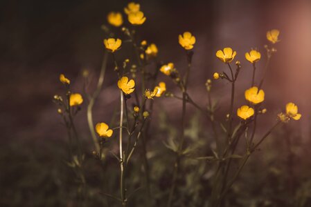Yellow blossom bloom